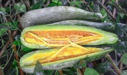 吃瓜05年的网红,揭秘娱乐圈那些不为人知的幕后故事